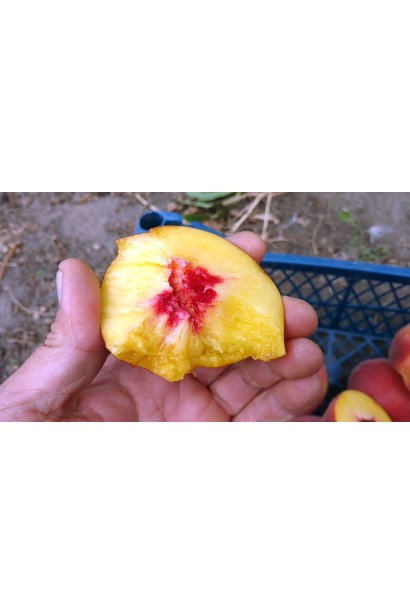 Соковитий персик ‘Royal Esthete’  жовта ароматна м’якоть